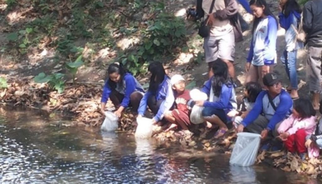 tabur benih